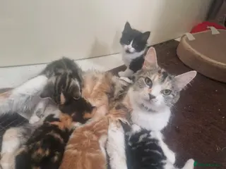 Mixed Breed cats Kittens - Advert 1
