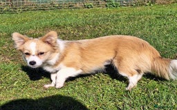 Mixed Breed dogs for adoption: Lilly for adoption - Image 4