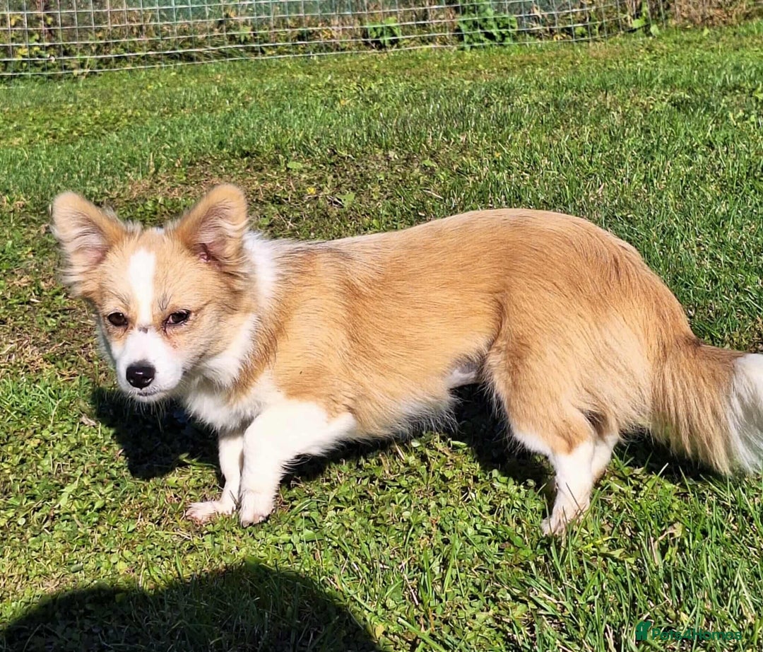 Mixed Breed dogs for adoption: Lilly for adoption - Image 4