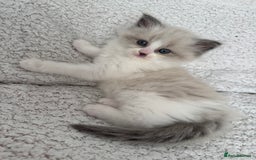 Ragdoll cats for sale: Gorgeous kitty girl is looking for forever home  - Image 8
