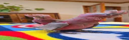 Cockatoo birds for sale: Hand-Raised cockatoo Galah Baby Parrot - Advert 5