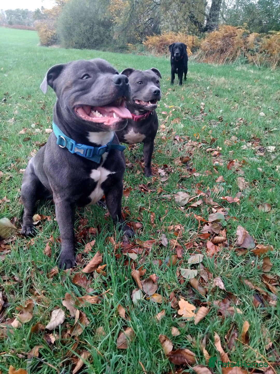 Staffordshire Bull Terrier dogs for sale: Blue Staffordshire Bull Terrier Puppies - Advert 3