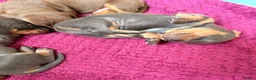 Miniature Dachshund dogs for sale: Isabella, Black and Tan, brown miniature dachshund - Advert 10