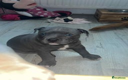 Mixed Breed dogs for sale: Beautiful pups with stunning markings  - Image 26