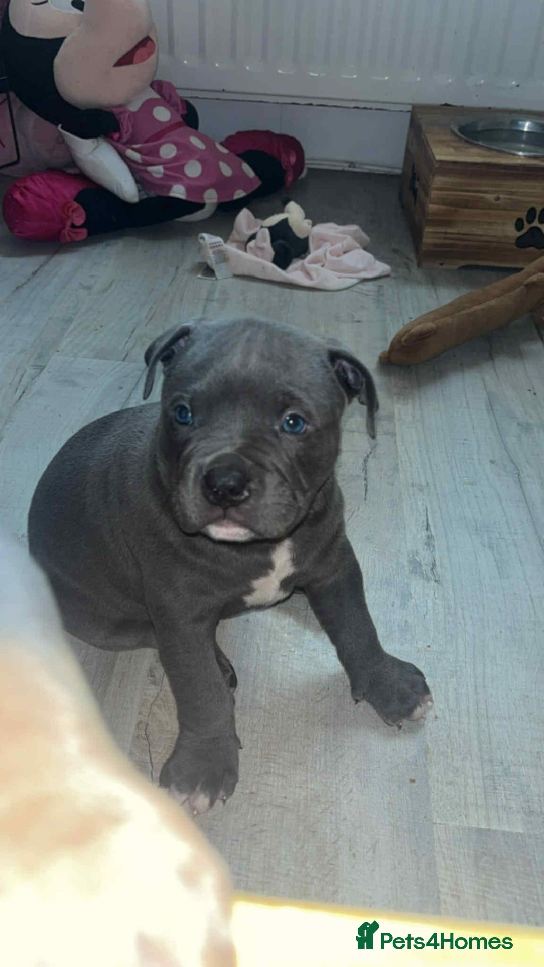 Mixed Breed dogs for sale: Beautiful pups with stunning markings  - Image 26