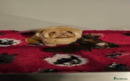 Shih Tzu dogs for sale: Chocolate Shih Tzu Puppy - Image 4
