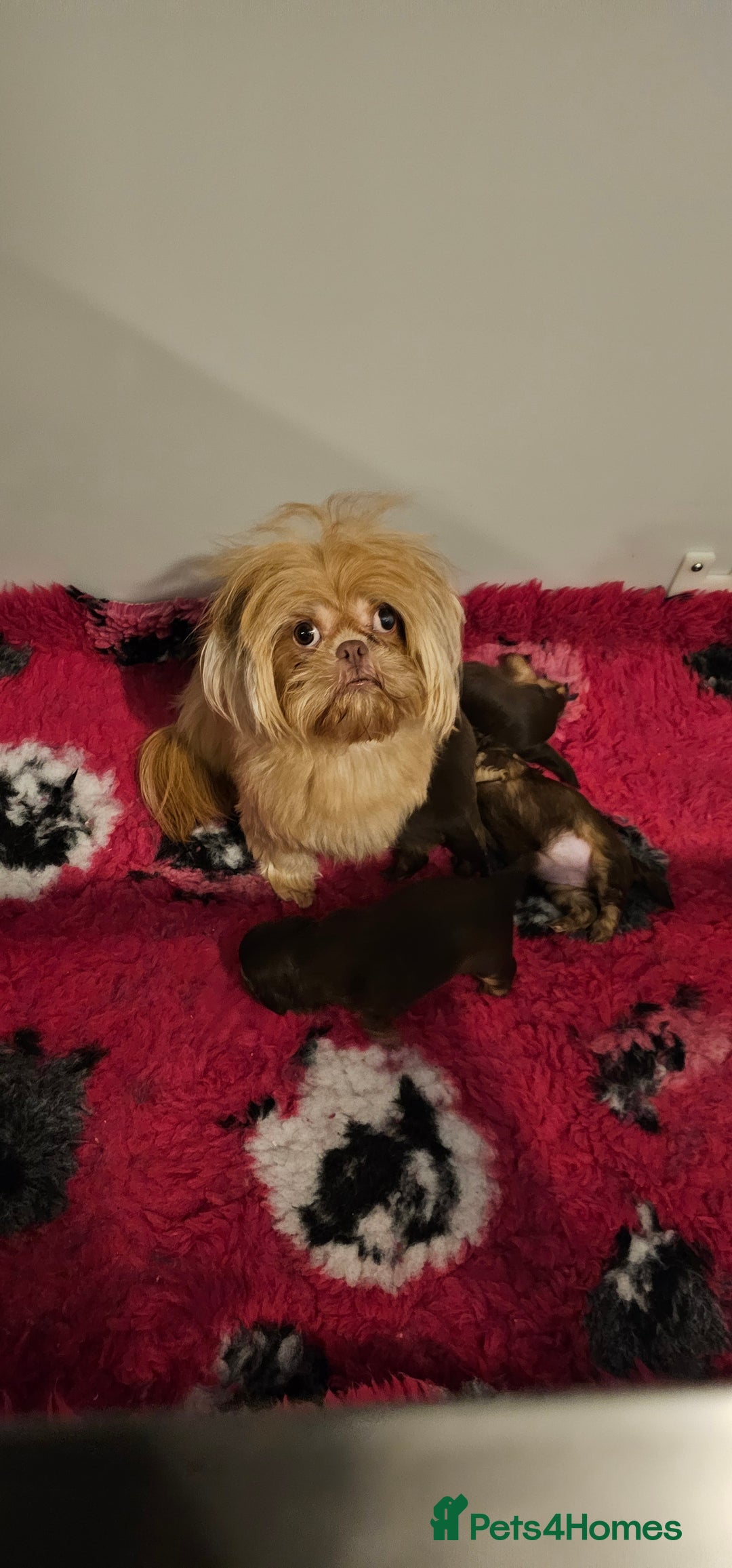 Shih Tzu dogs for sale: Chocolate Shih Tzu Puppy - Image 4