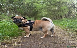 Pug dogs for stud: For Stud - Apricot Fawn Pug Benson. - Image 17