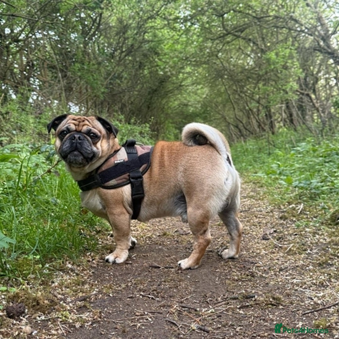 Pug dogs for stud: For Stud - Apricot Fawn Pug Benson. - Image 17