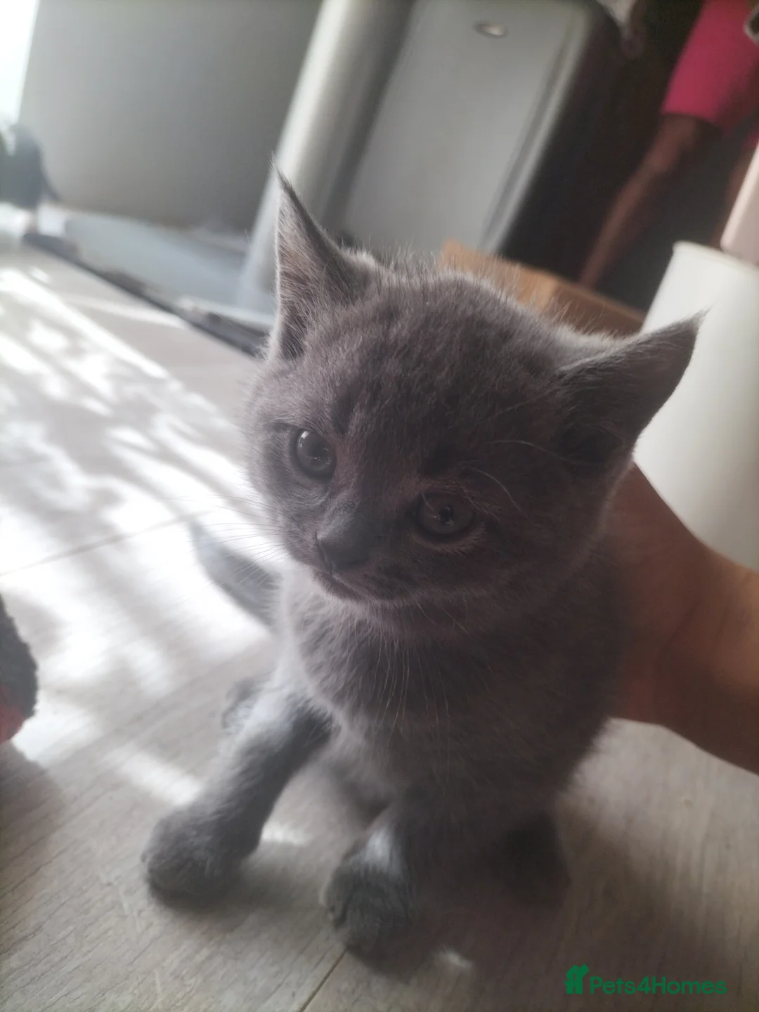 British Shorthair cats for sale: British short hair  - Advert 4