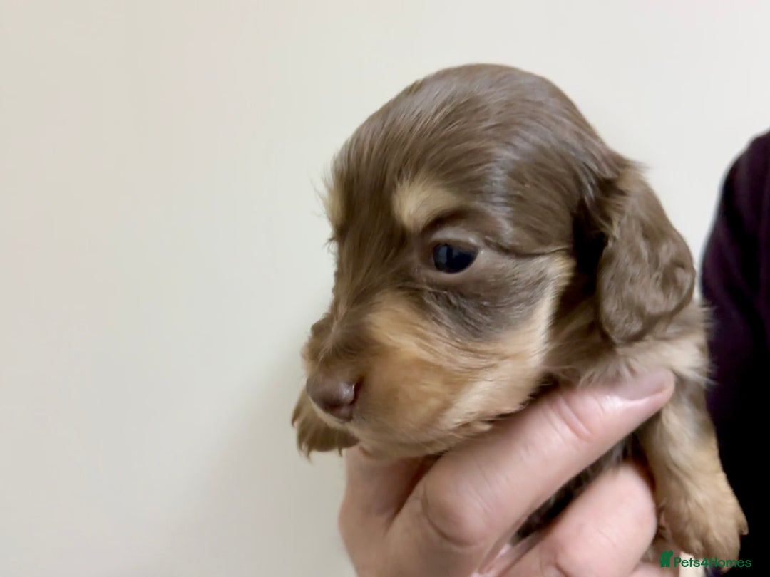 Miniature Dachshund dogs for sale: KC reg mini longhaired dachshund pups - Advert 5