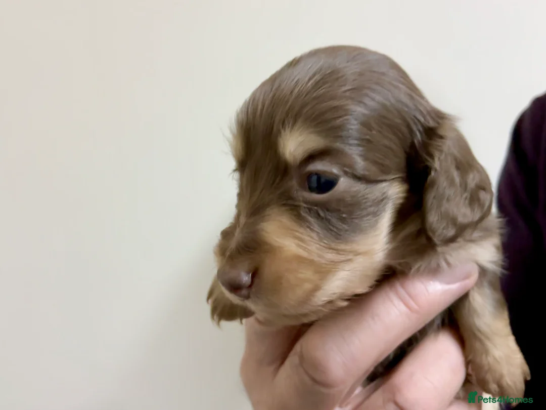 Miniature Dachshund dogs for sale: KC reg mini longhaired dachshund pups 1 girl2xboys - Advert 5