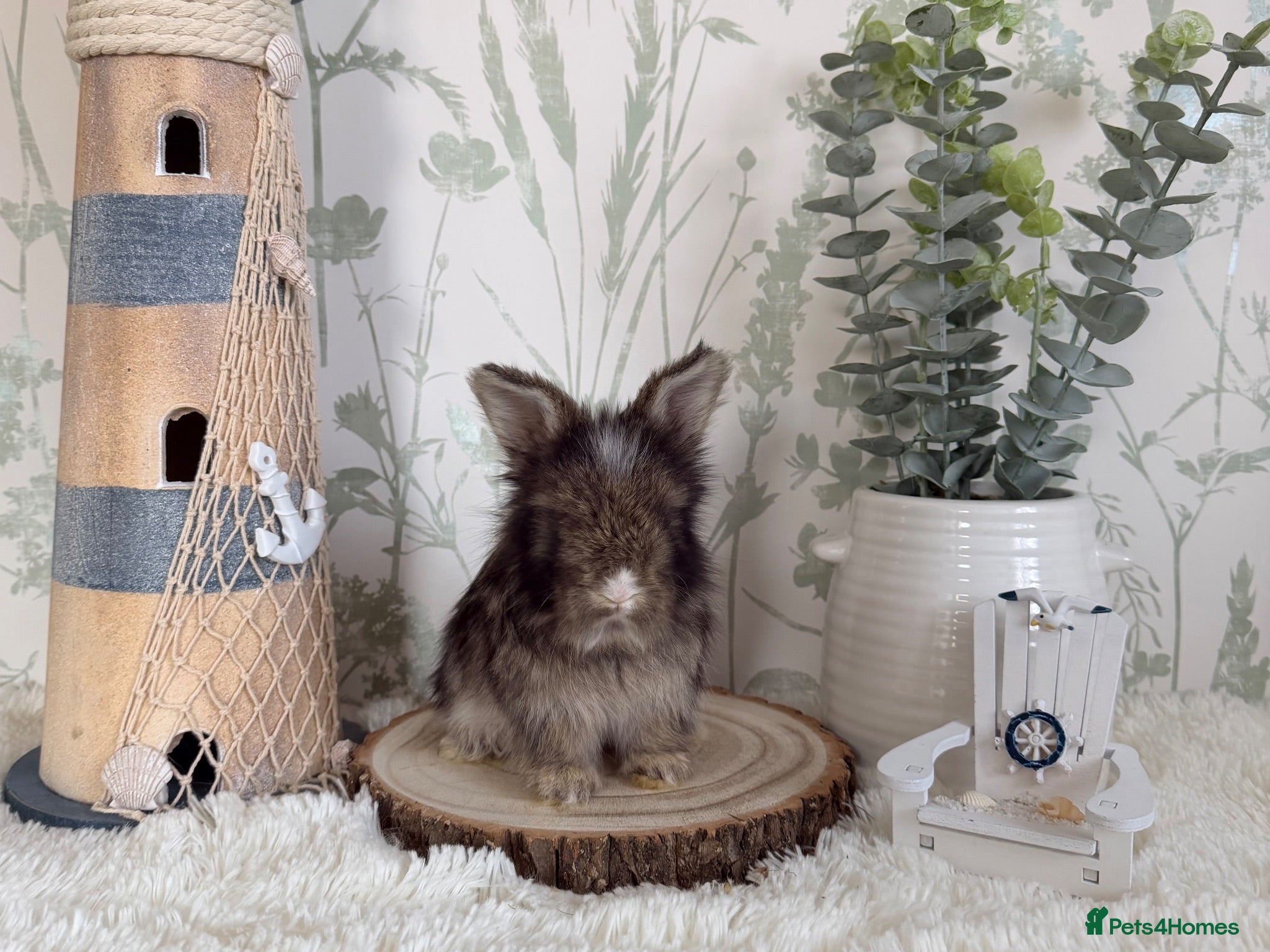 Angora rabbits Vaccinated Angora Babies - Advert 10