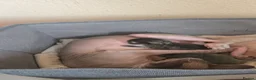 Mixed Breed cats for sale: Beautiful sphynx cross in Mold - Advert 3