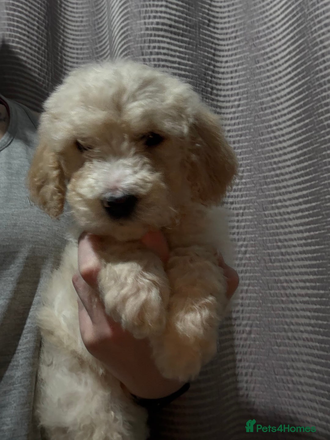 Mixed Breed dogs for sale: Bernedoodle - Advert 17