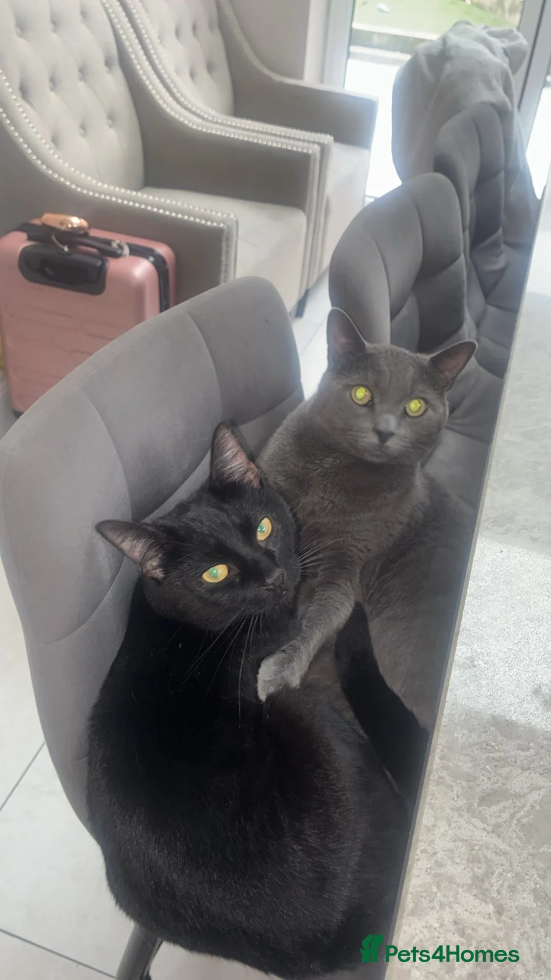 Mixed Breed cats for sale: 2 x Male Cats  in Dukinfield - Advert 2