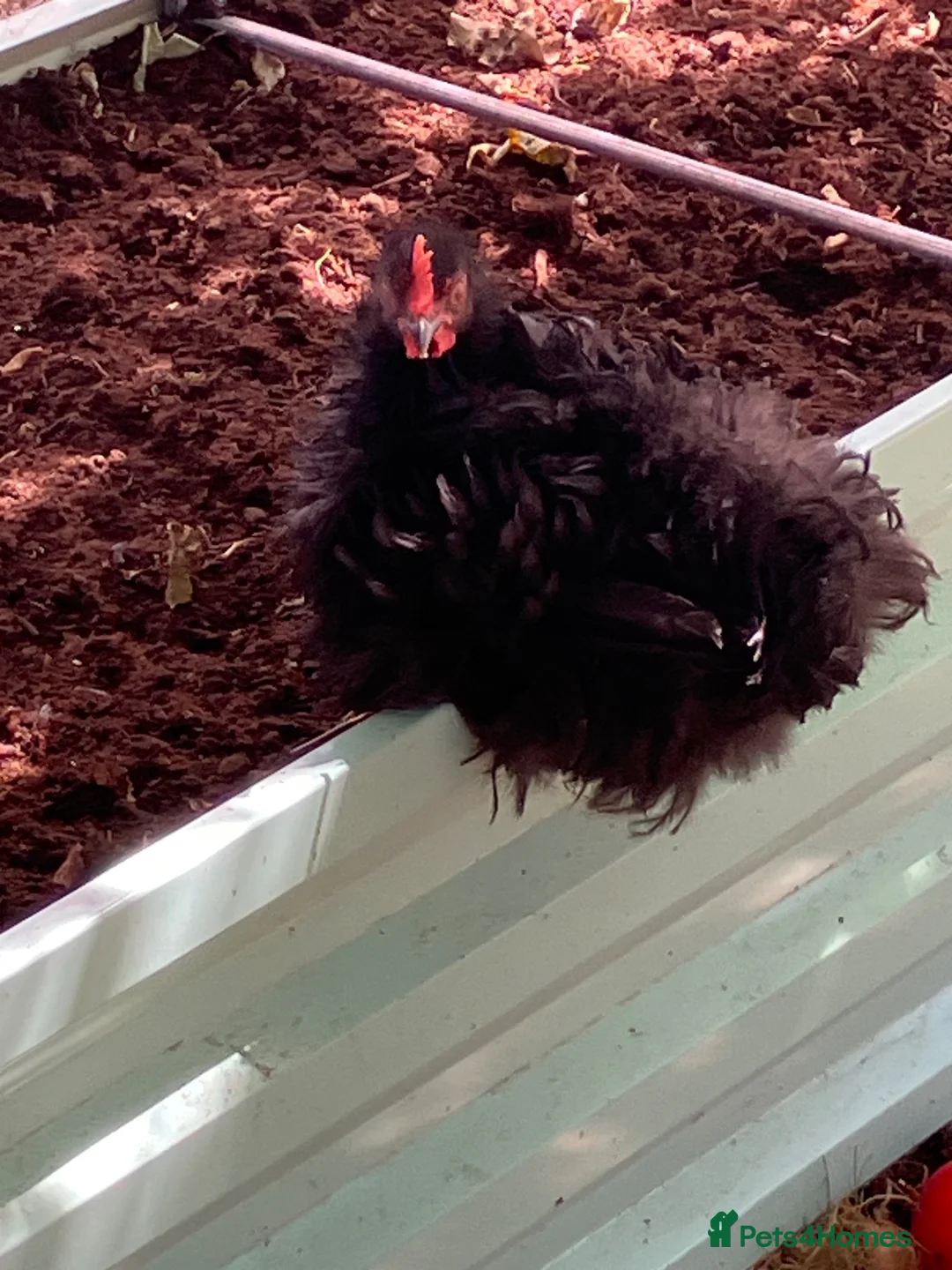 Chickens poultry for sale: Polish Cockerel - Advert 2