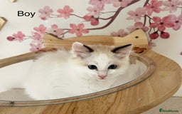 Ragdoll cats for sale: Beautiful Ragdoll kittens from Champion lines - Image 6