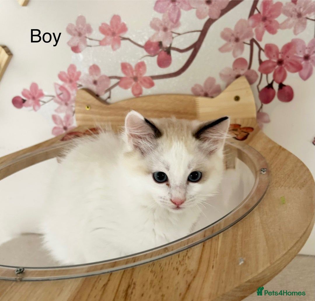 Ragdoll cats for sale: Beautiful Ragdoll kittens from Champion lines - Image 6