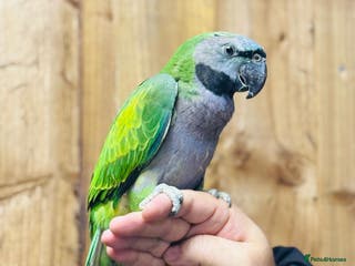 Parrots birds Darbyan parrot - Advert 16