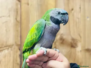 Parrots birds Darbyan parrot - Advert 12