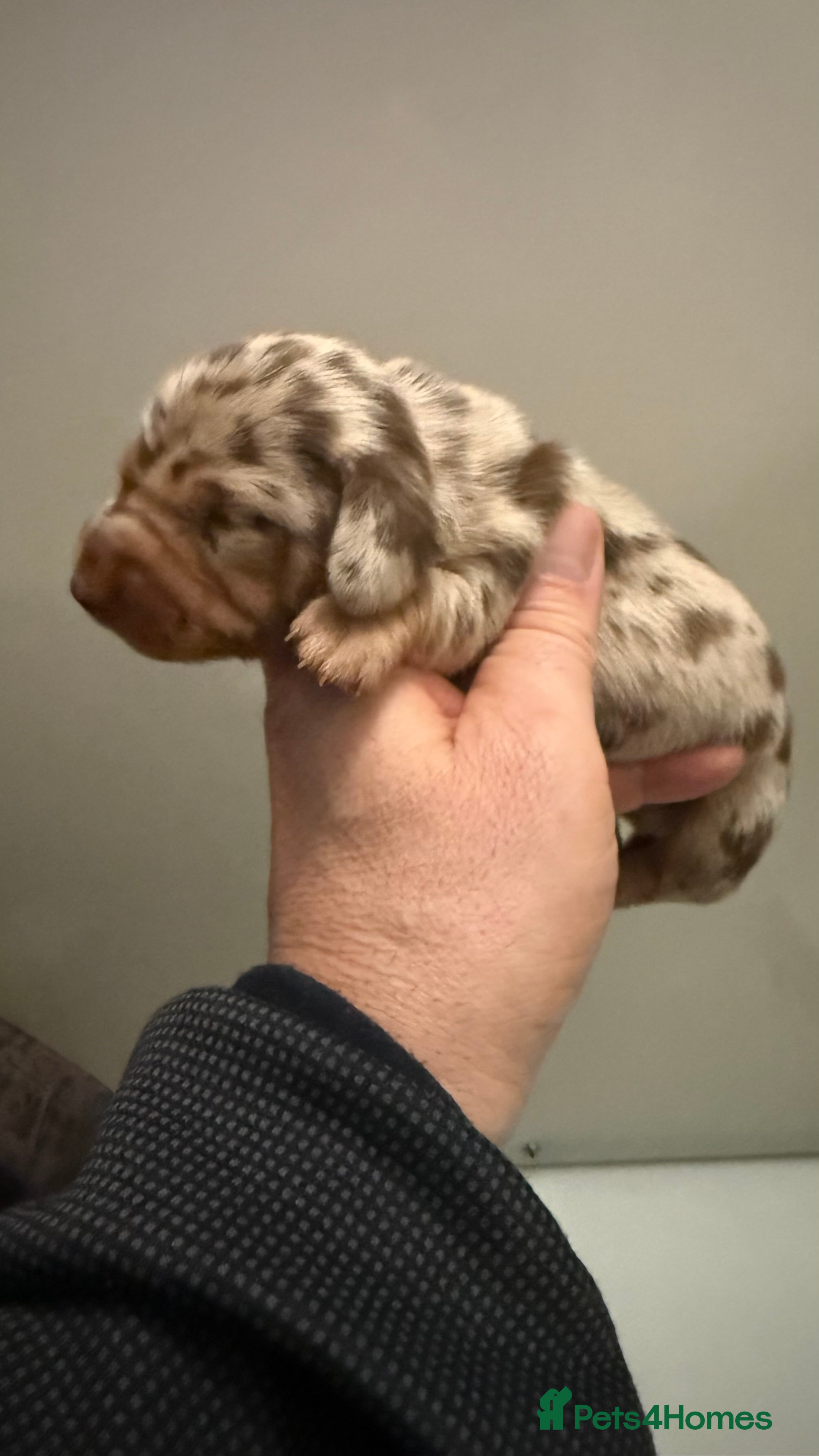 Miniature Dachshund dogs Quality mini long hair choco & tan Daxi puppy,s  - Advert 10