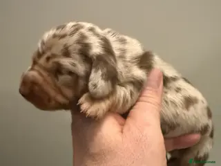 Miniature Dachshund dogs Quality mini long hair choco & tan Daxi puppy,s - Advert 10