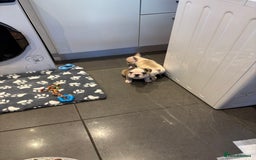 French Bulldog dogs for sale:  French bulldogs  - Advert 25