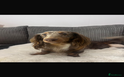 Miniature Dachshund dogs for sale: Miniature long hair dachshund 🤍 - Image 17