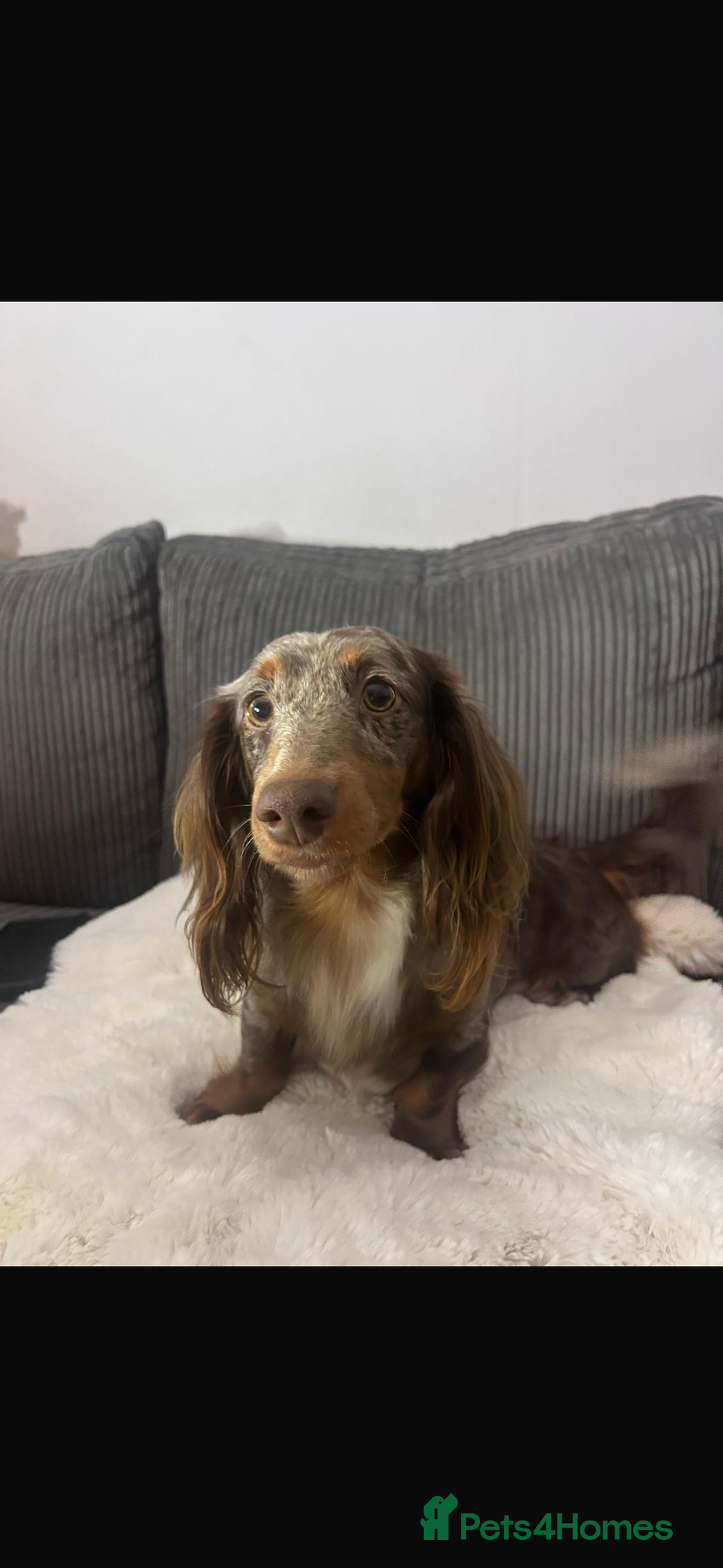 Miniature Dachshund dogs for sale: Miniature long hair dachshund 🤍 - Image 17