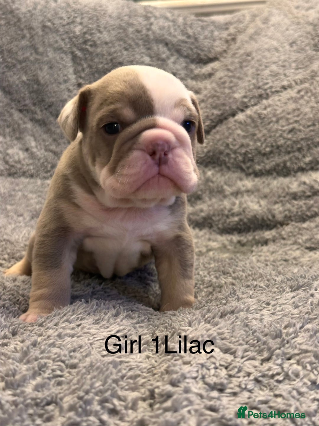 English Bulldog dogs for sale: QUALITY 5* ENGLISH BULLDOG PUPPIES - Advert 23