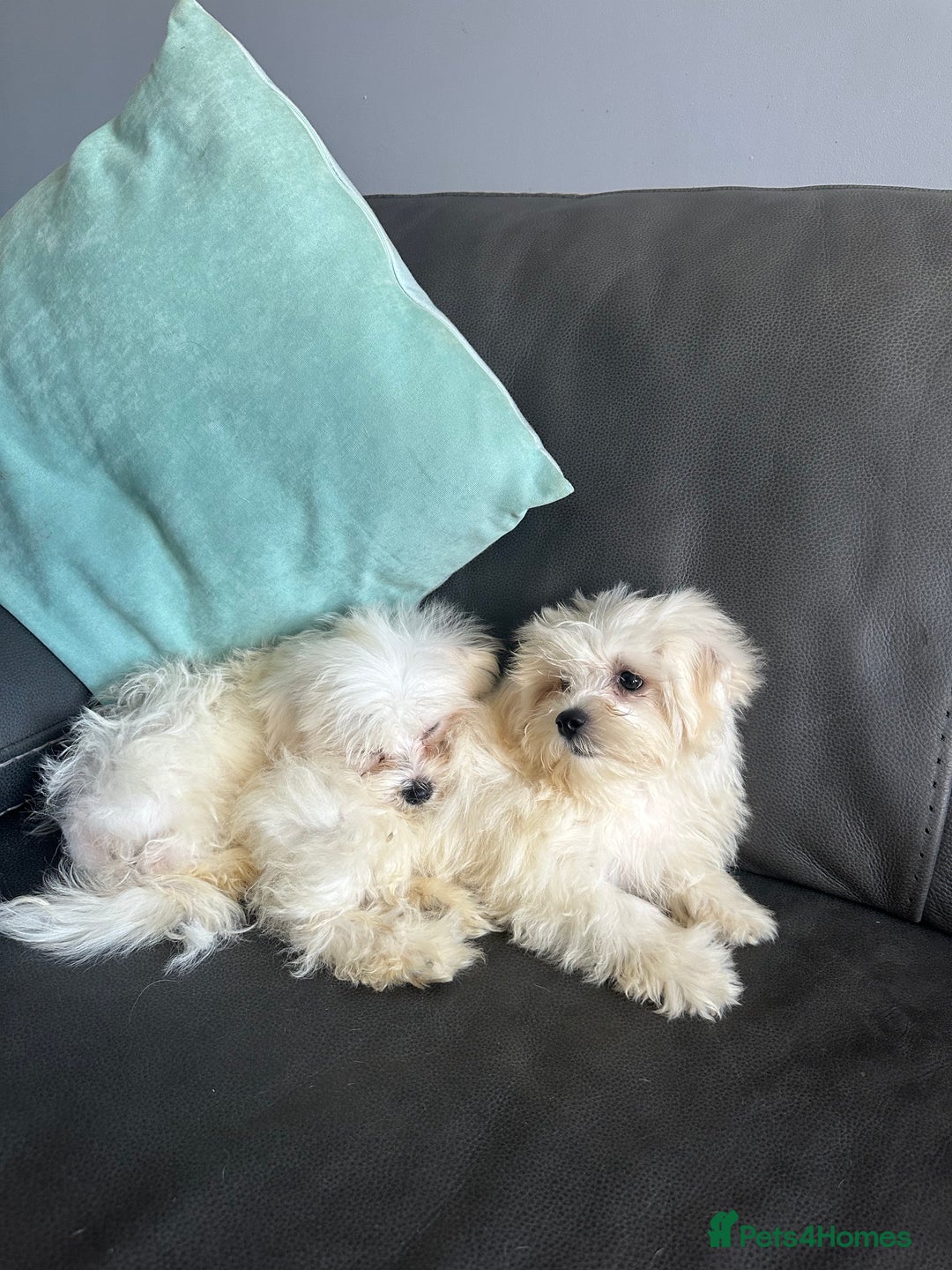Mixed Breed dogs for sale: Maltichons beautiful bundles of fluff  - Image 4