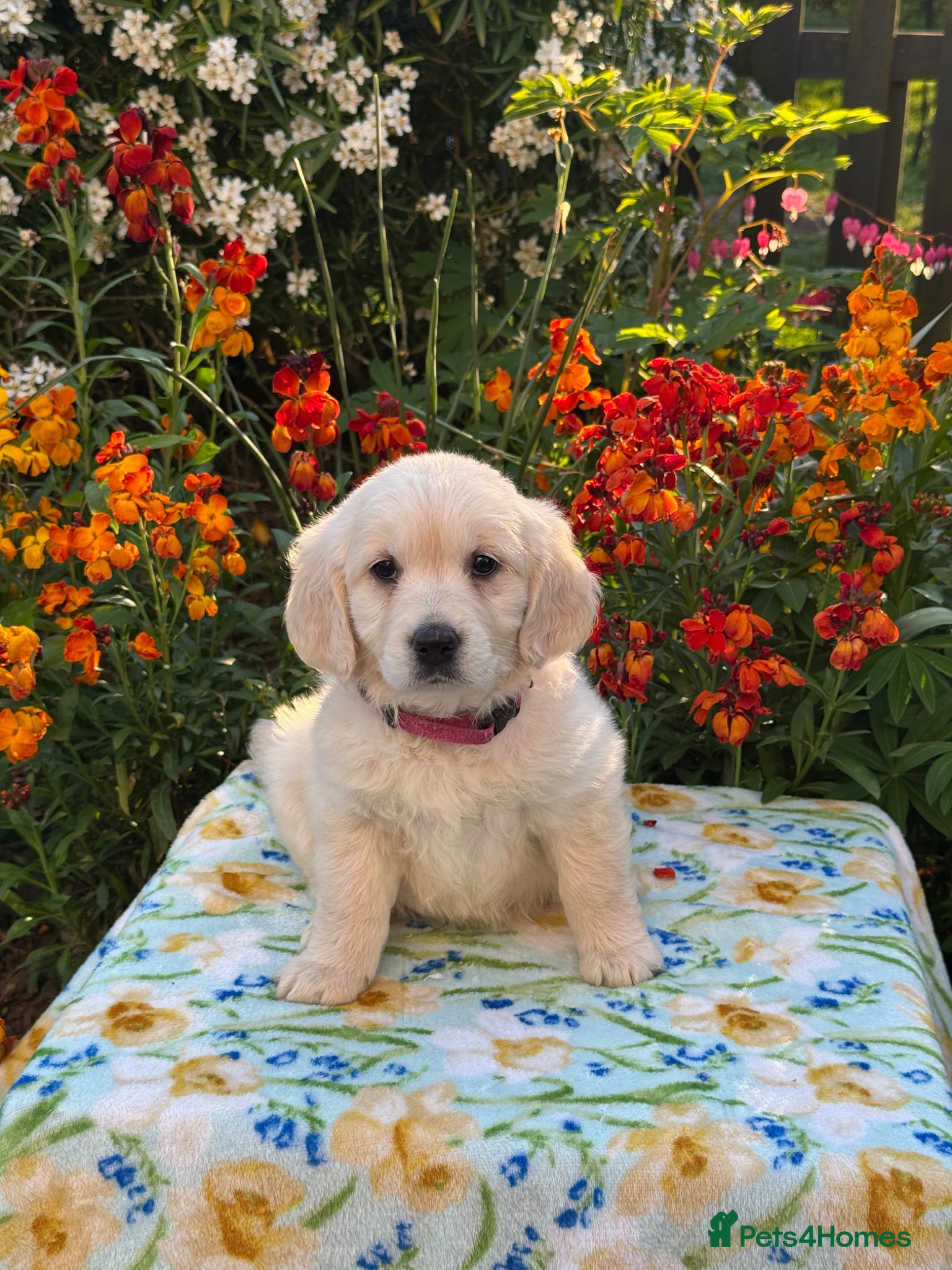Goldendoodle dogs for sale: 1 boy left teddy bear like mini Goldendoodles  - Advert 6