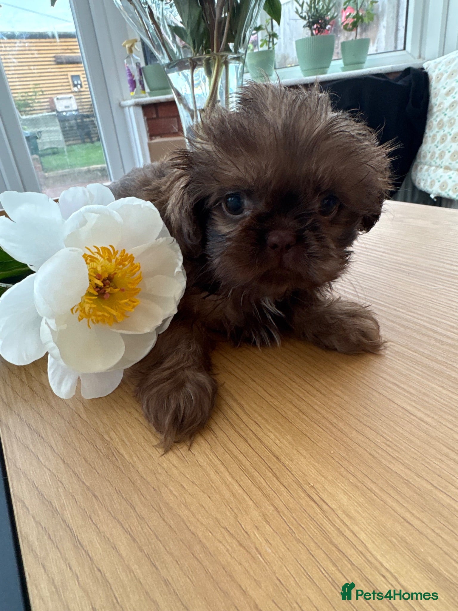 Shih Tzu dogs Ready KC Reg & DNA Health Tested - Advert 1