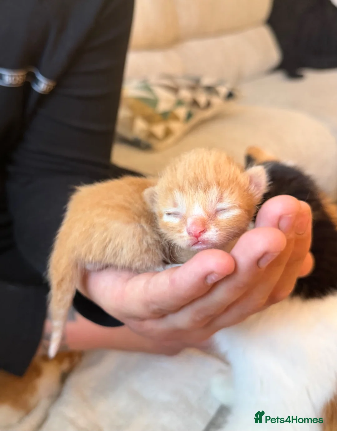 British Longhair cats for sale: Beautiful long haired kittens for sale - Advert 2