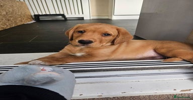 Springador dogs - Advert 4