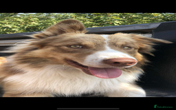 Welsh Collie dogs for sale: ** 2 Boys Left ** Stunning Welsh Collie Puppies - Image 16