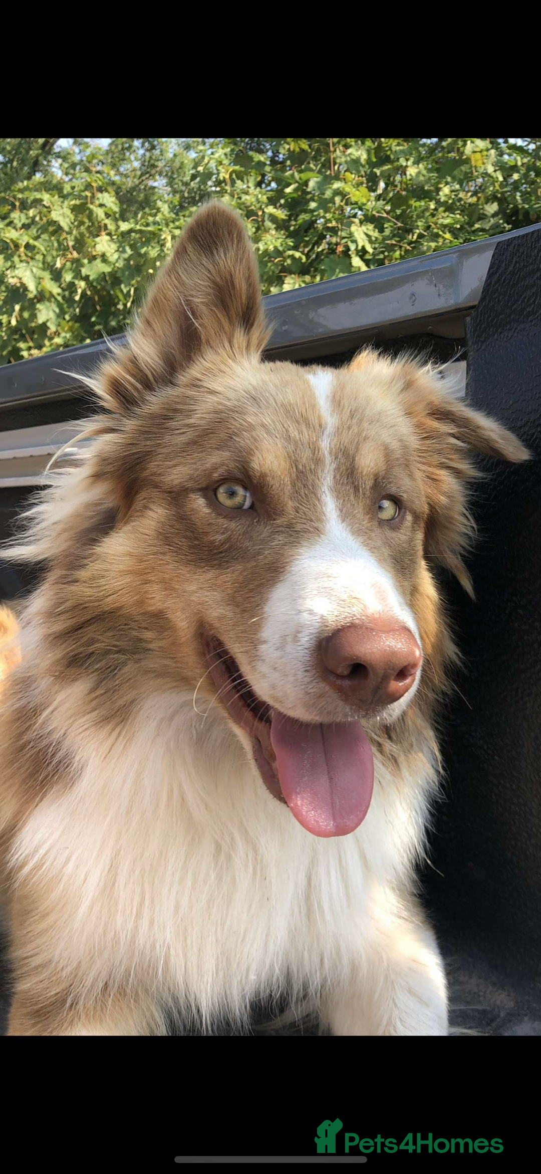 Welsh Collie dogs for sale: ** 2 Boys Left ** Stunning Welsh Collie Puppies - Image 16