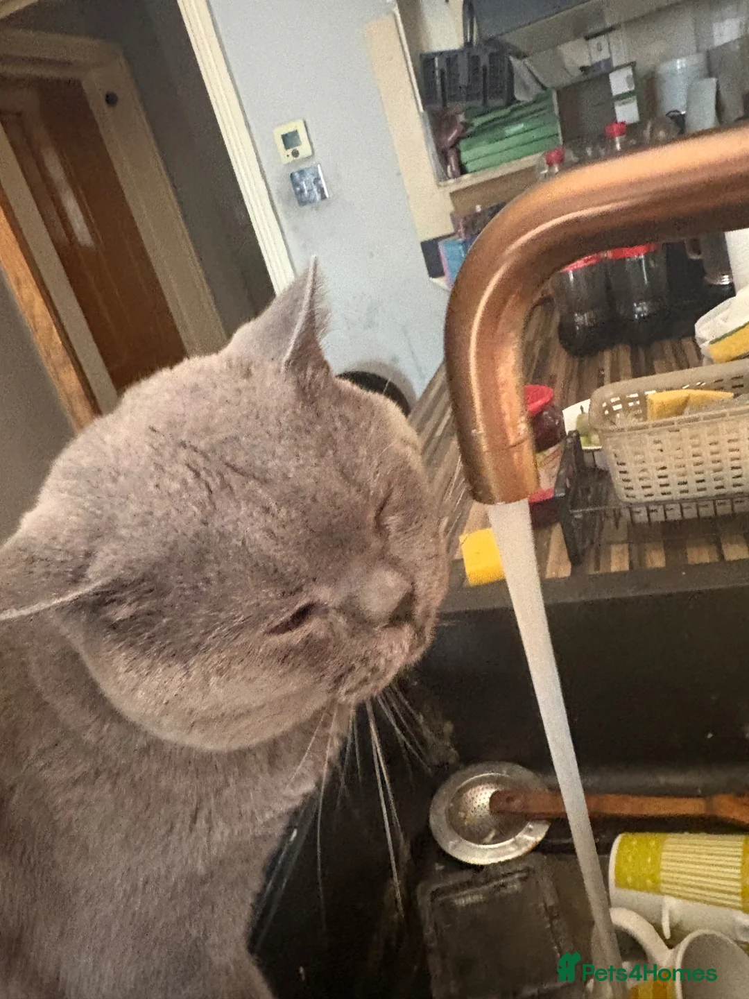 British Shorthair cats for sale: British Shorthair kittens  - Advert 2