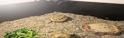 Tortoise reptiles for sale: Horsfield Tortoise (3years old) and full set up  - Advert 1