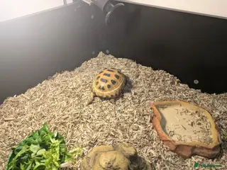 Tortoise reptiles Horsfield Tortoise (3years old) and full set up in Barnsley - Advert 2
