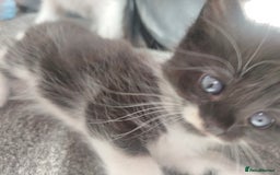 British Longhair cats for sale: Gorgeous female  - Image 3