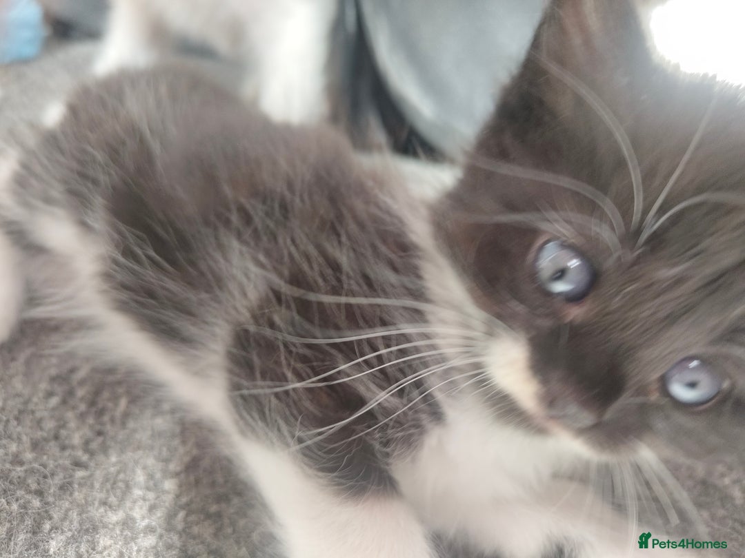 British Longhair cats for sale: Gorgeous female  - Image 3