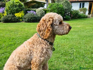 Cockapoo dogs cockapoo for stud in Norwich - Advert 1