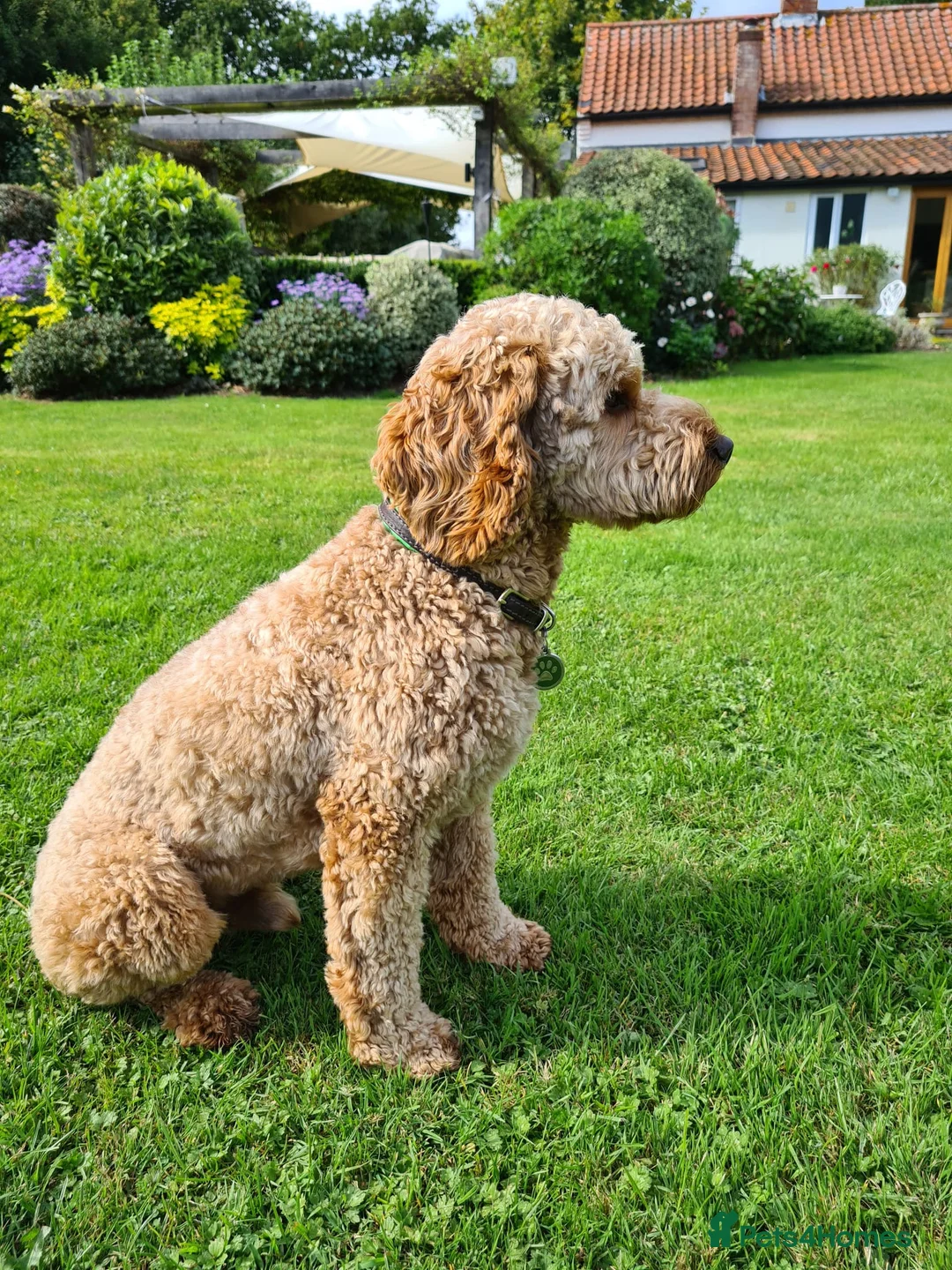 Cockapoo dogs for stud: cockapoo for stud in Norwich - Advert 1