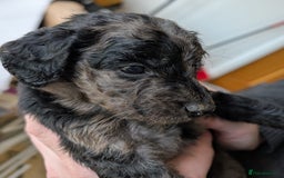 Australian Labradoodle dogs for sale: Adorable Miniature Australian Labradoodle Puppies - Image 1