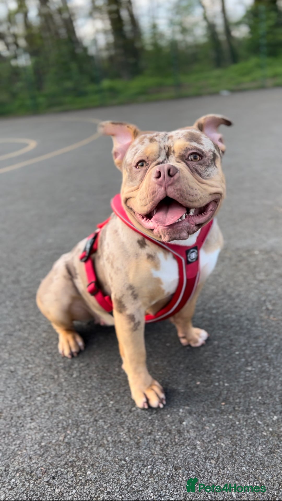 Mixed Breed dogs for sale: 3 year old female pocket bully - Advert 3