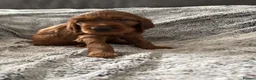 Irish Setter dogs for sale: KC registered Irish Setter puppies Bexhill-on-Sea - Advert 15