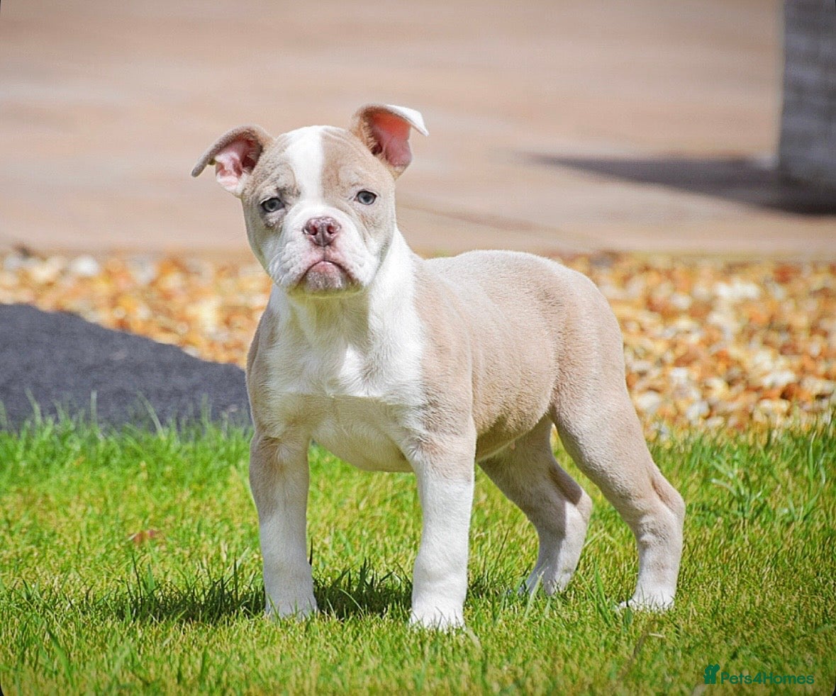 Olde English Bulldogge dogs 23❤️YEARS❤️5⭐️RATED❤️LICENSED❤️PROFESSIONALS❤️ - Advert 10