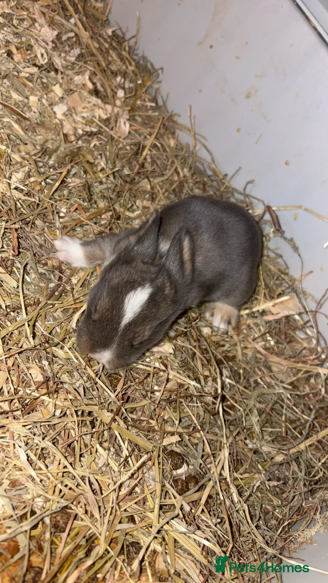 Mini Lop rabbits for sale: 4 pure breed mini lop - Advert 8